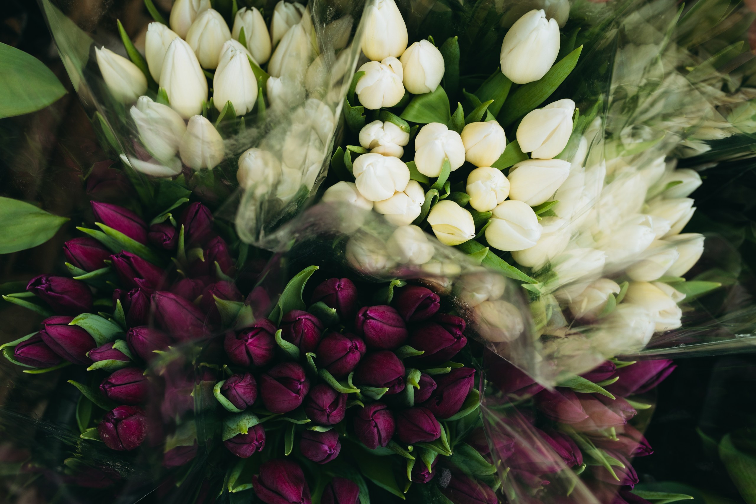 photo-tulips-web-my-tulip-ru (11)