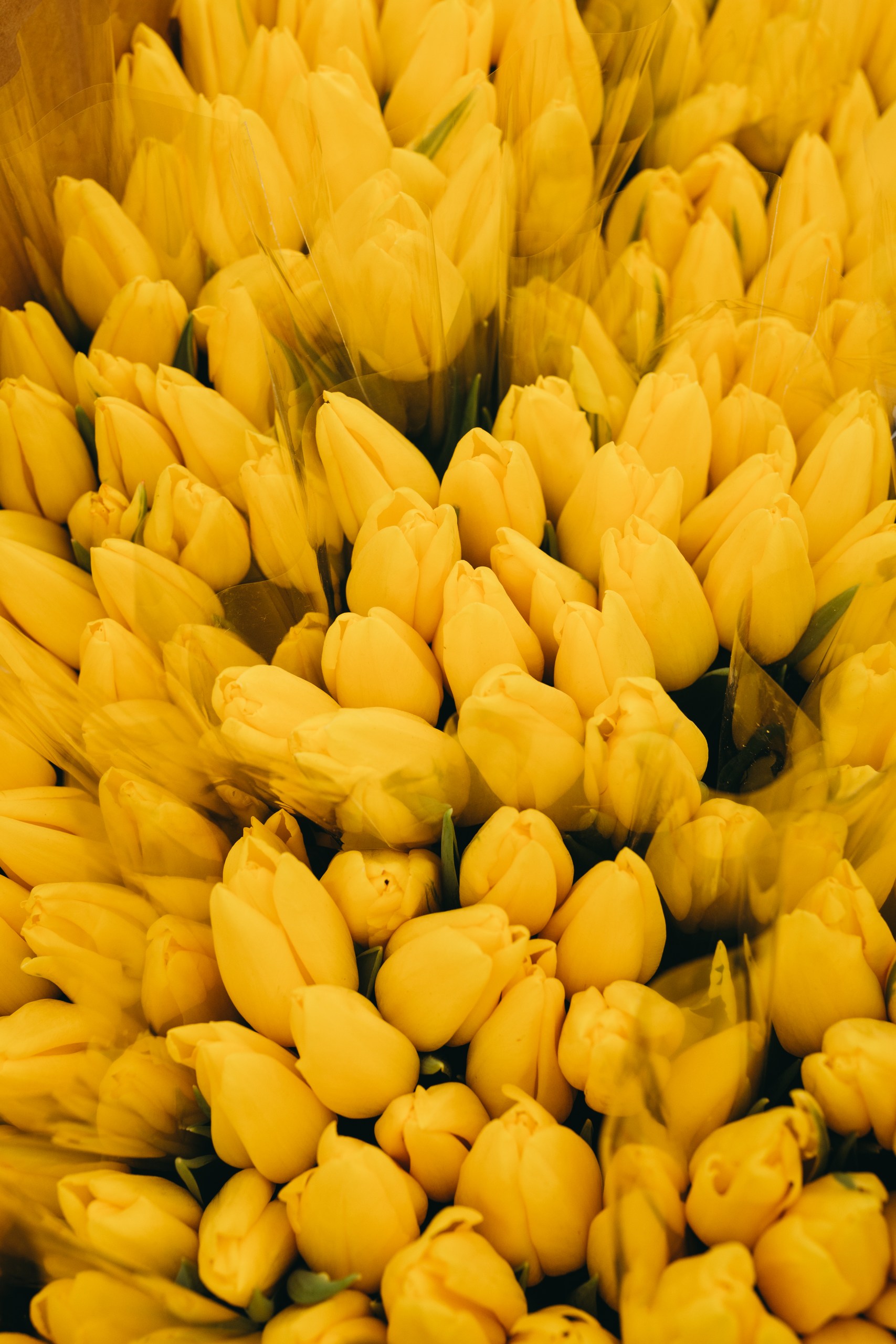 photo-tulips-web-my-tulip-ru (40)